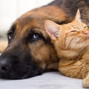 Energy Healing/Clearing – Animal Companions 15 minutes