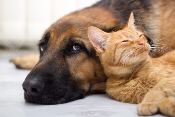 Energy Healing/Clearing - Animal Companions 15 minutes