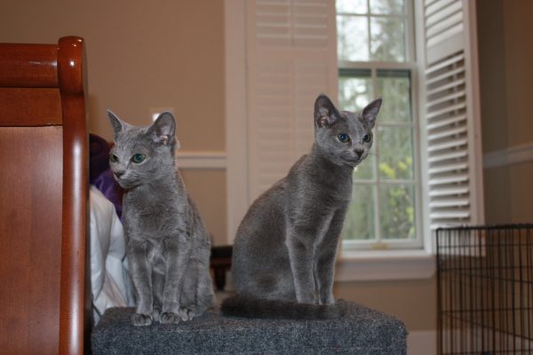 Animal Communication 30 minutes