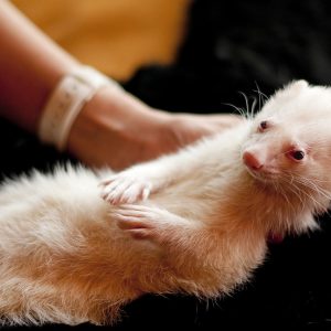 Energy Healing/Clearing – Animal Companions 30 minutes