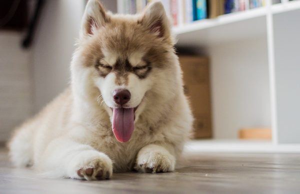 Animal Communication 15 minutes